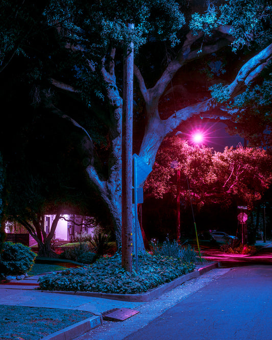 Cupid's Tree